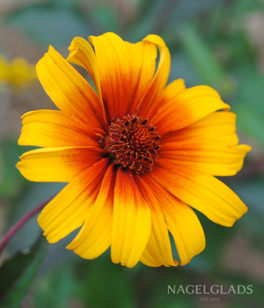 Heliopsis Burning Heart Flower Seeds