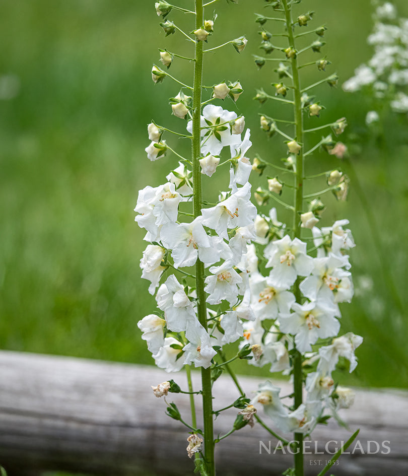 Larkspur White King Flower Seeds