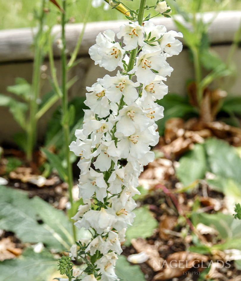Larkspur White King Flower Seeds