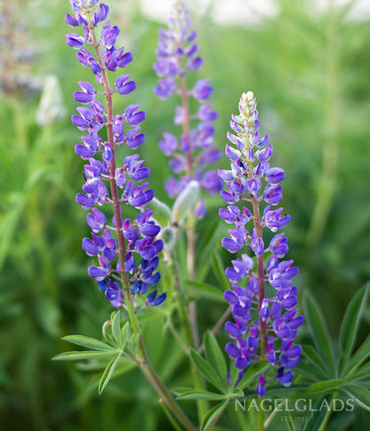 Lupine Blue Javelin Flower Seeds