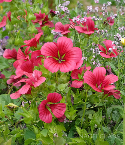 Malope Vulcan Flower Seeds