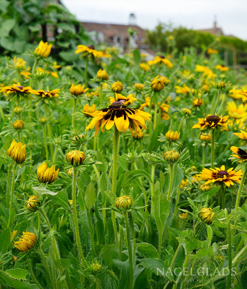 Rudbeckia Aries Flower Seeds