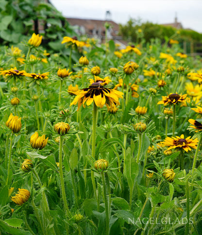 Rudbeckia Aries Flower Seeds