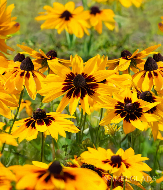 Rudbeckia Aries Flower Seeds