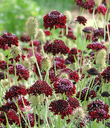 black flower seeds Scabiosa Black Knight Flower Seeds – Nagel Gladiolus Bulbs