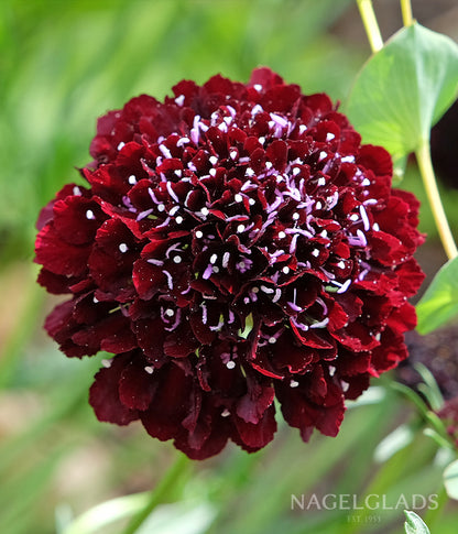 black flower seeds and bulbs Scabiosa Black Knight Flower Seeds