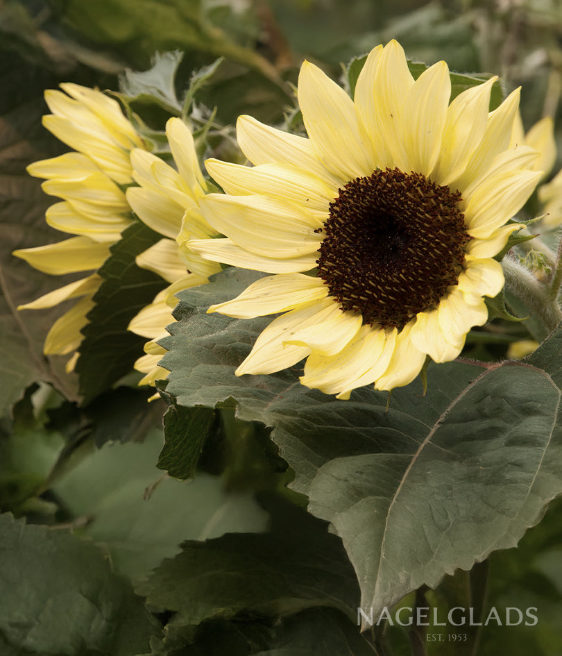 Sunflower Valentine Flower Seeds