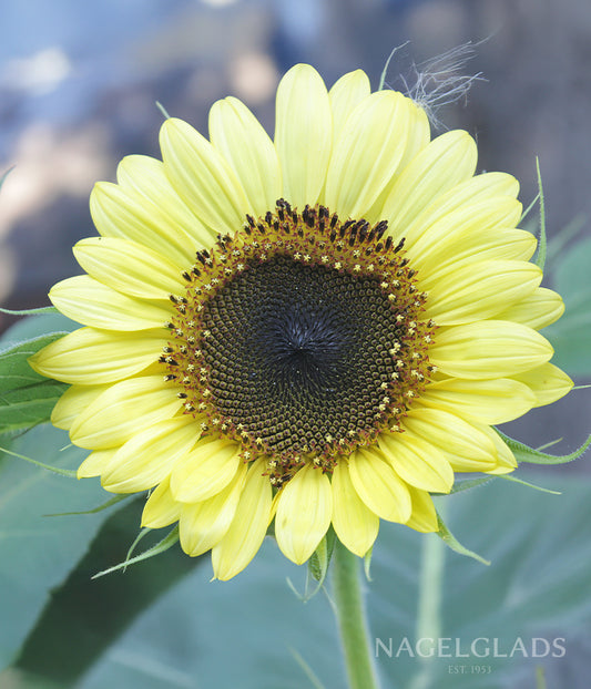Sunflower Valentine Flower Seeds