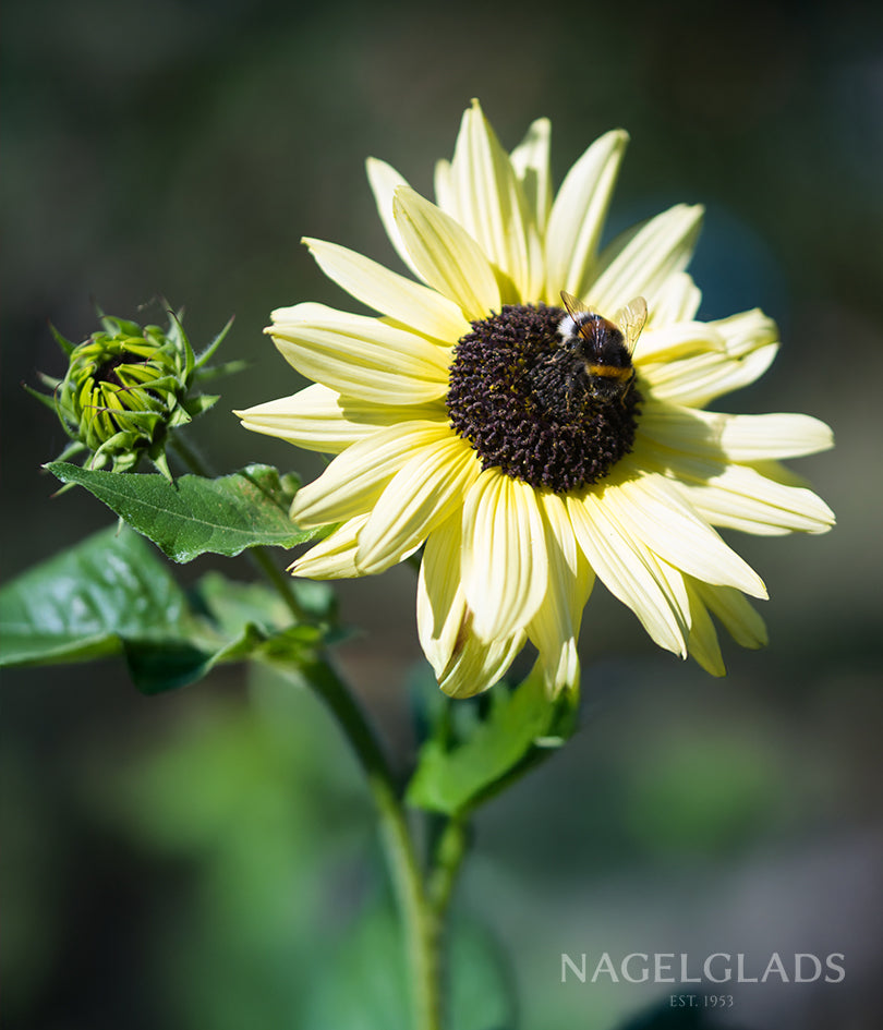 Sunflower Vanilla Ice Flower Seeds