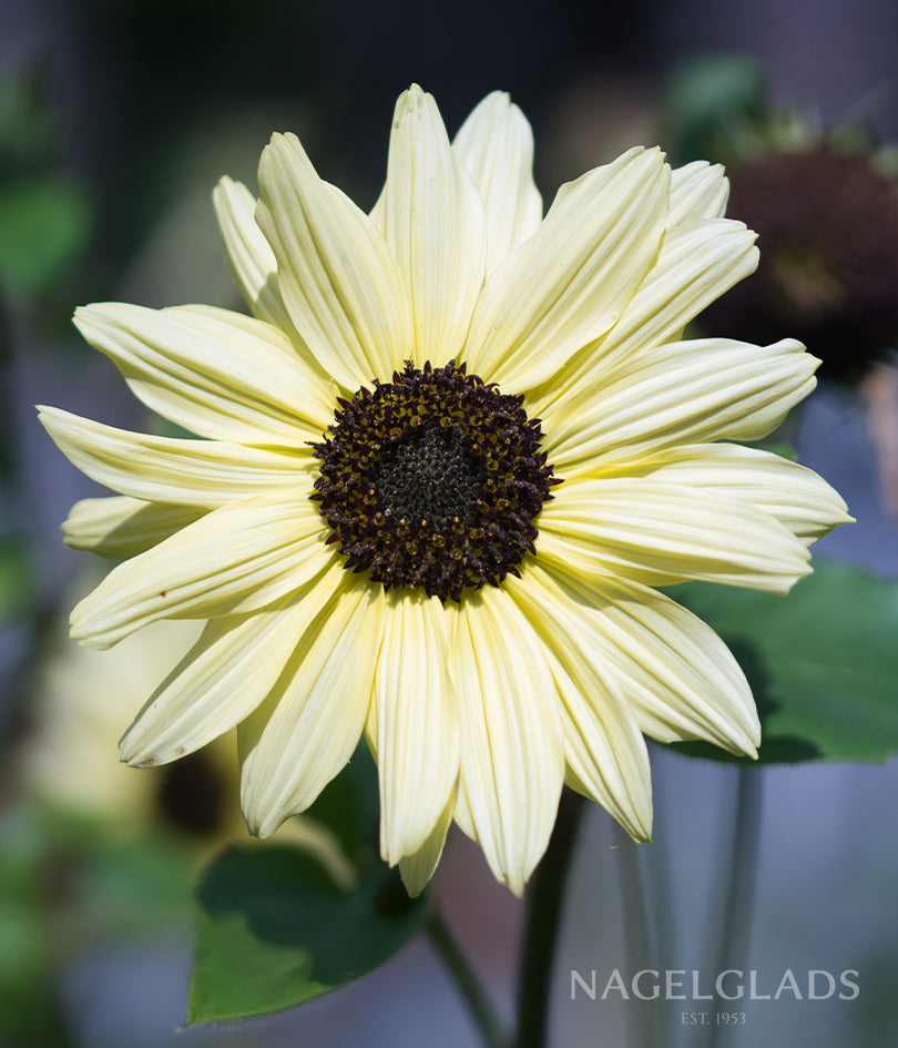 Sunflower Vanilla Ice Flower Seeds