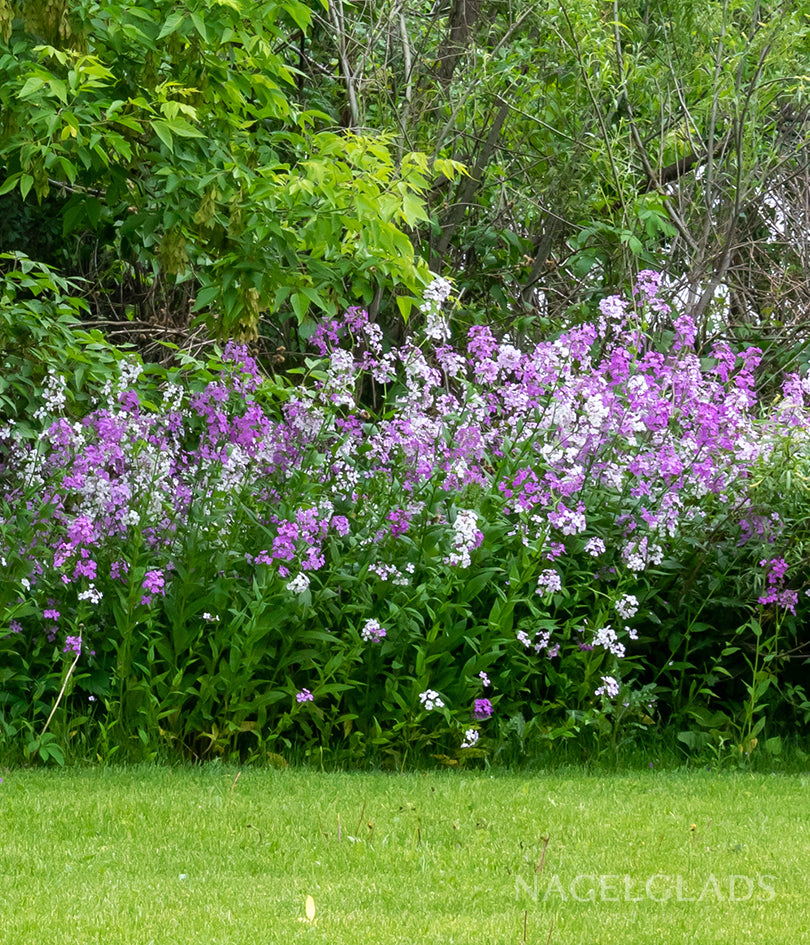 Sweet Rocket Mixed Flower Seeds