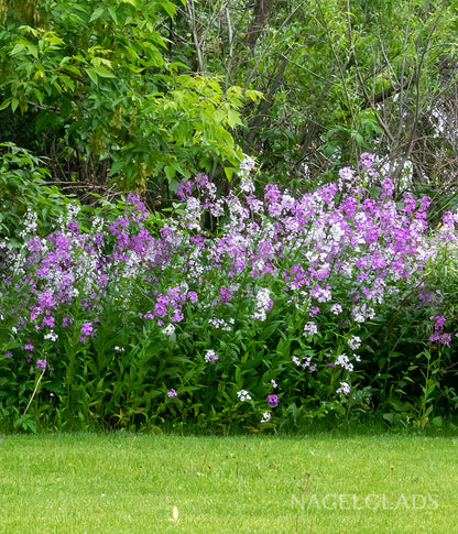 Sweet Rocket Mixed Flower Seeds