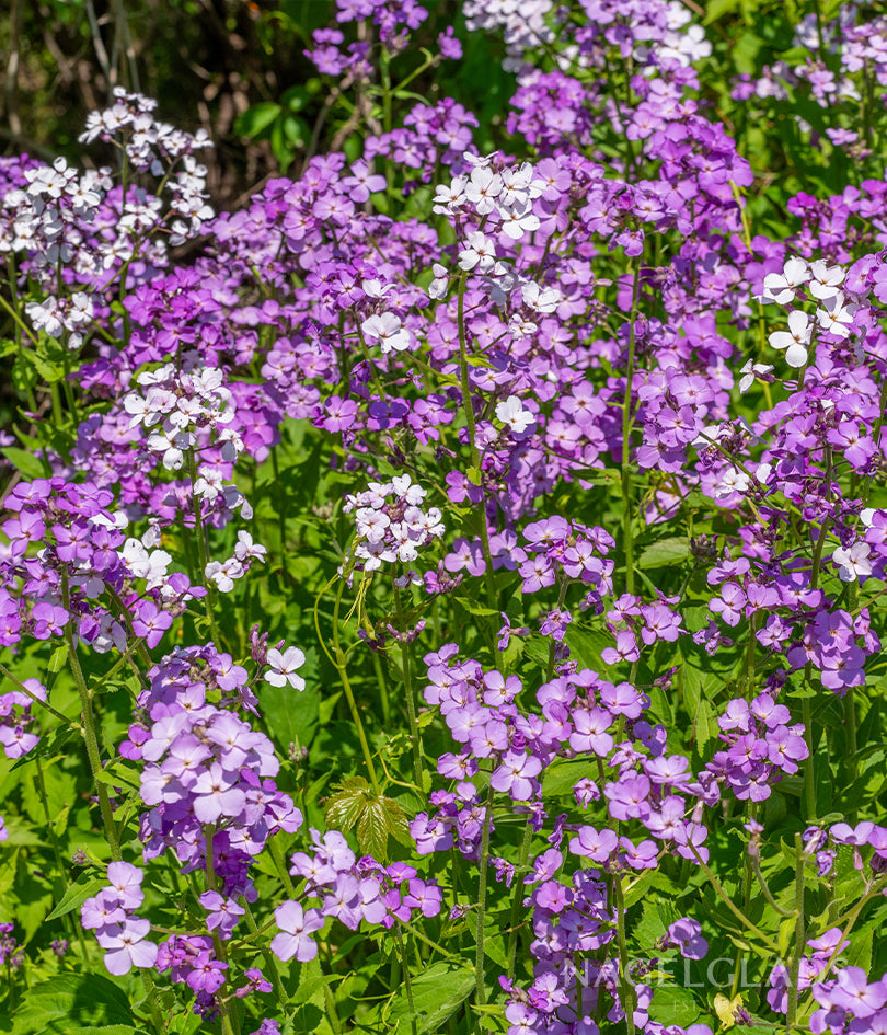 Sweet Rocket Mixed Flower Seeds