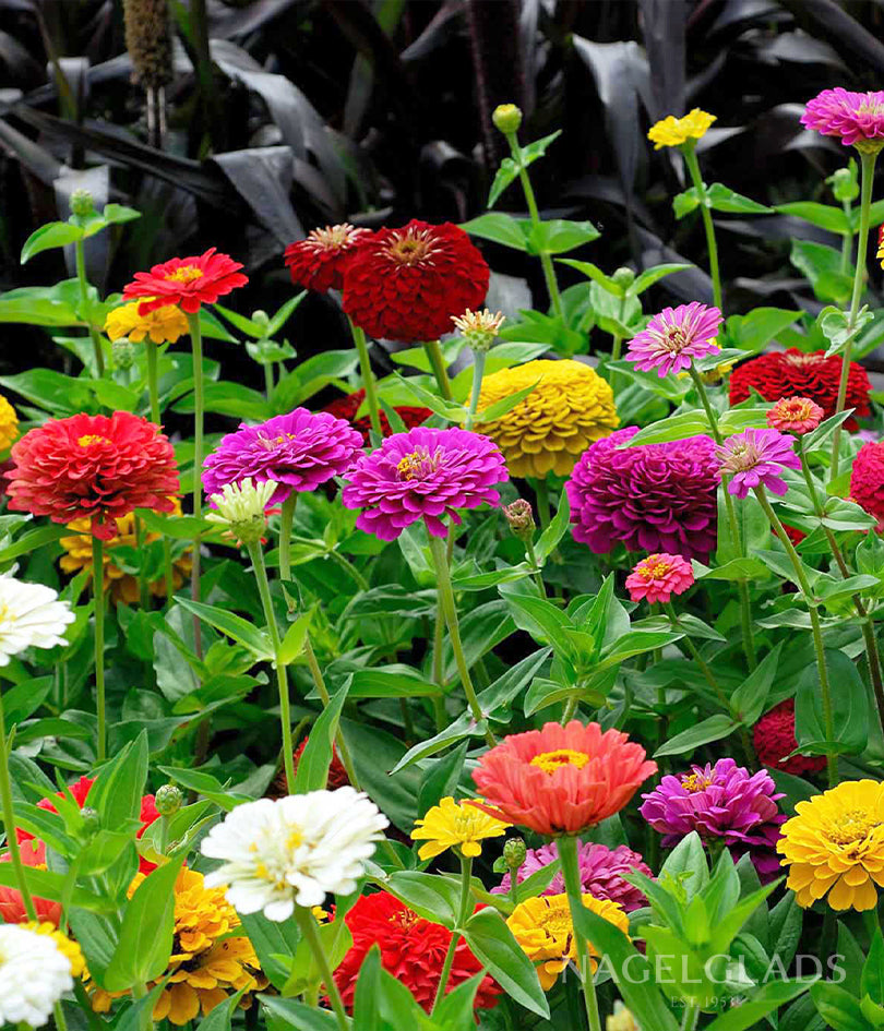 Zinnia Early Wonder Mixed Flower Seeds