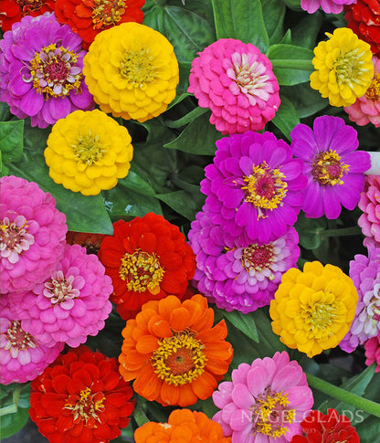5g mixed zinnia flower seed easy to grow plant Zinnia Early Wonder Mixed Flower Seeds – Nagel Gladiolus Bulbs
