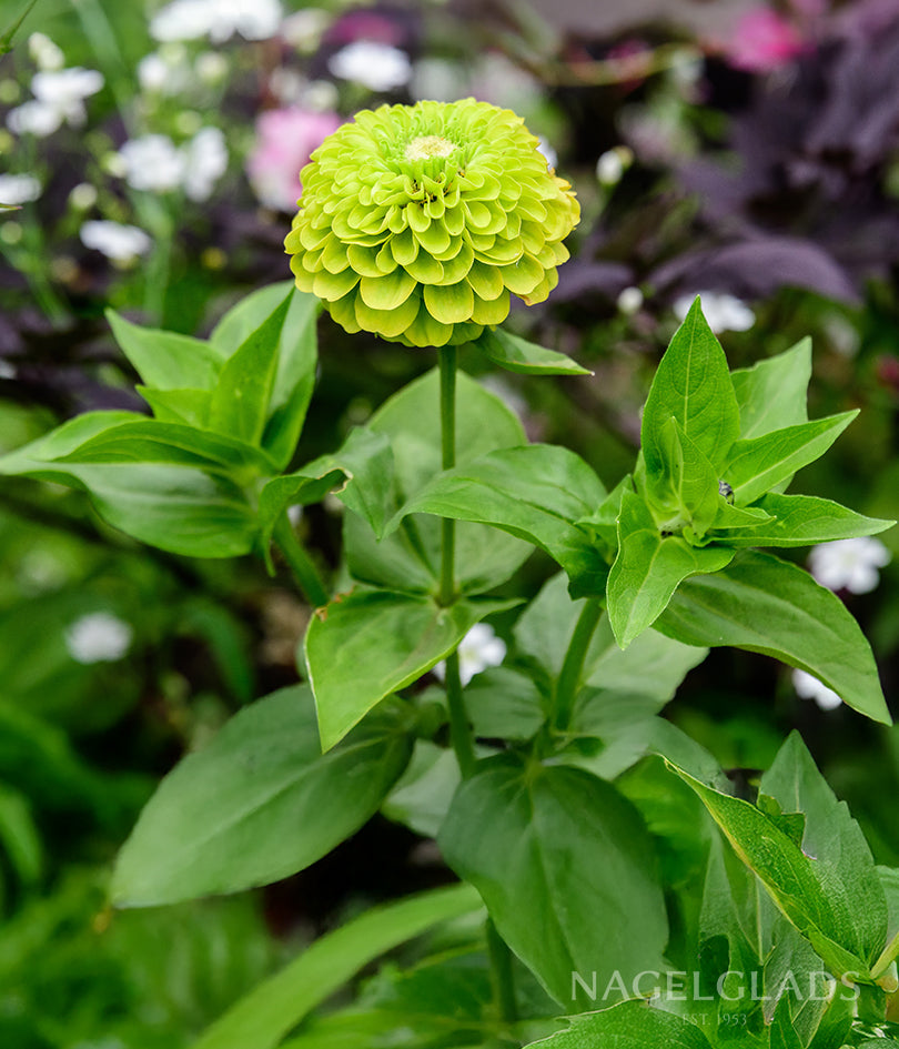 Zinnia Envy Flower Seeds