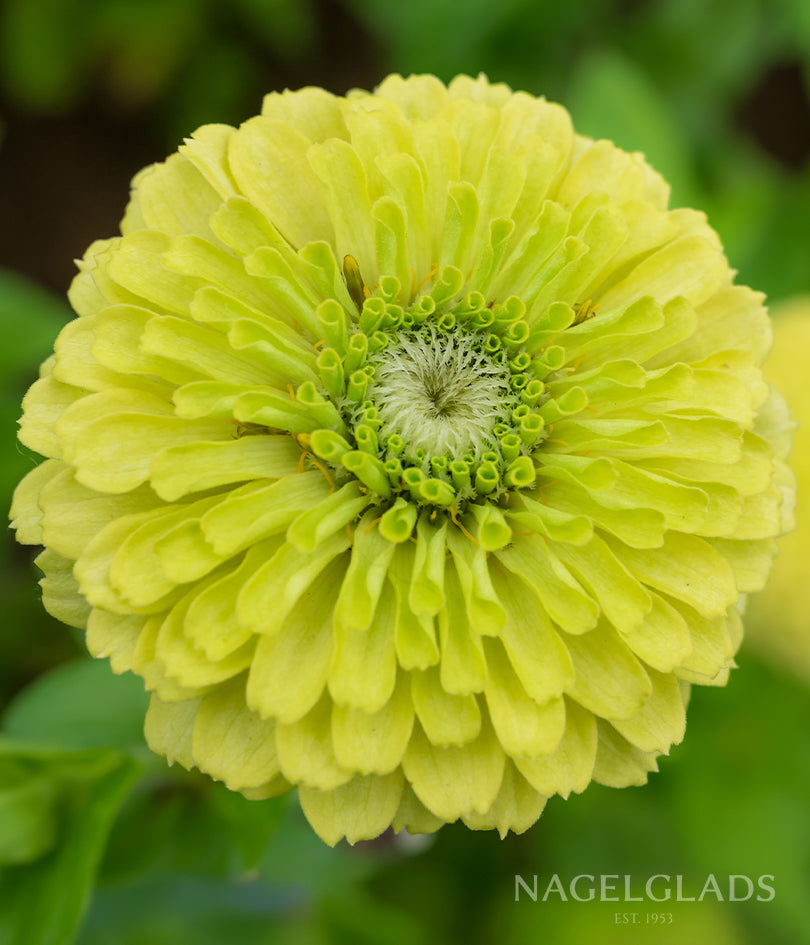 Zinnia Envy Flower Seeds