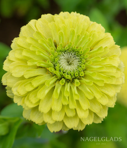 Zinnia Envy Flower Seeds