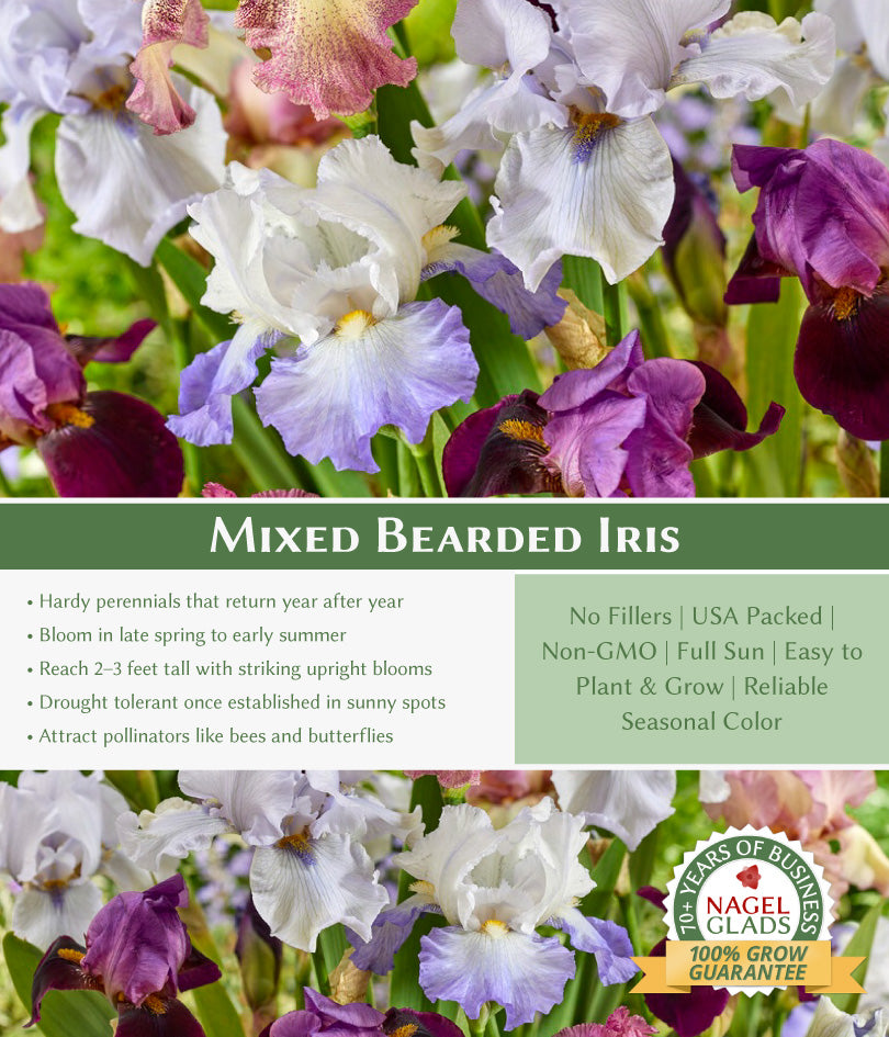 Mixed Bearded Iris Flower Bulbs