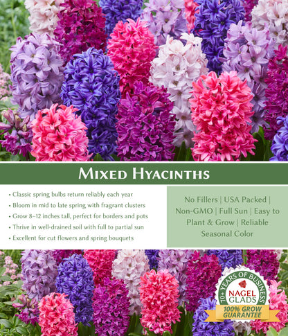 Mixed Hyacinth Flower Bulbs