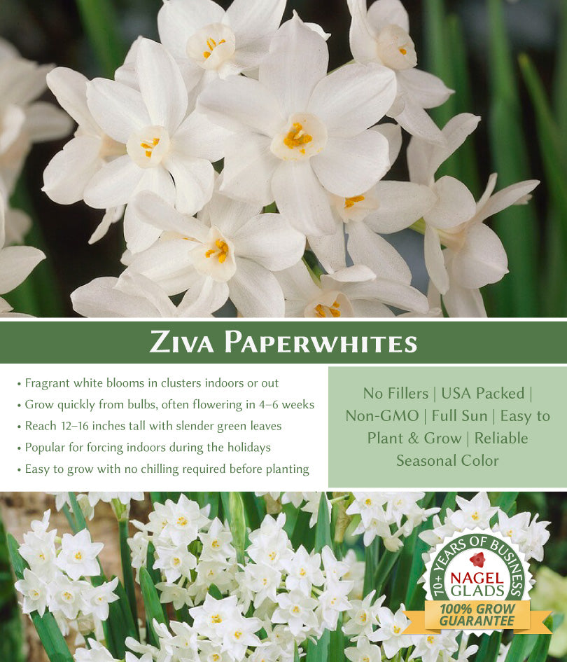 Ziva Paperwhite Flower Bulbs