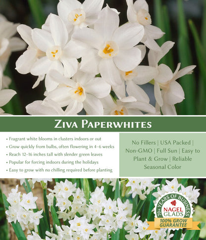 Ziva Paperwhite Flower Bulbs