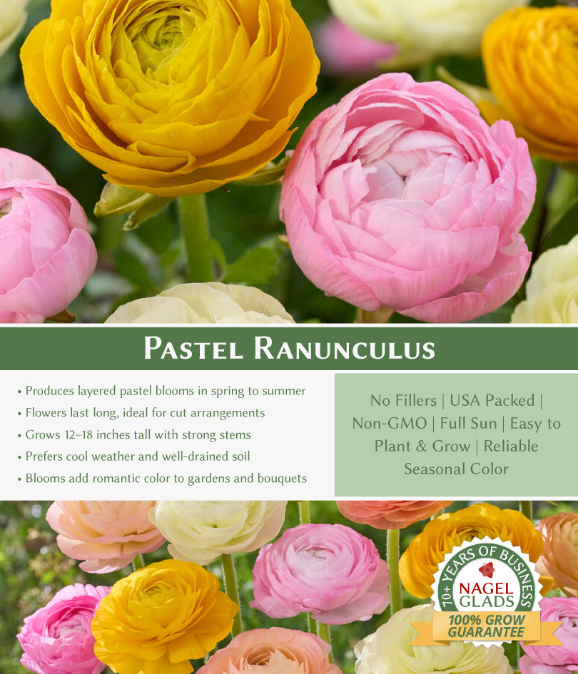 Pastel Ranunculus Flower Bulbs
