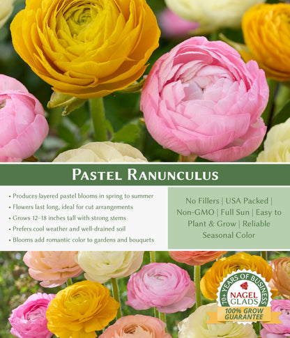 Pastel Ranunculus Flower Bulbs