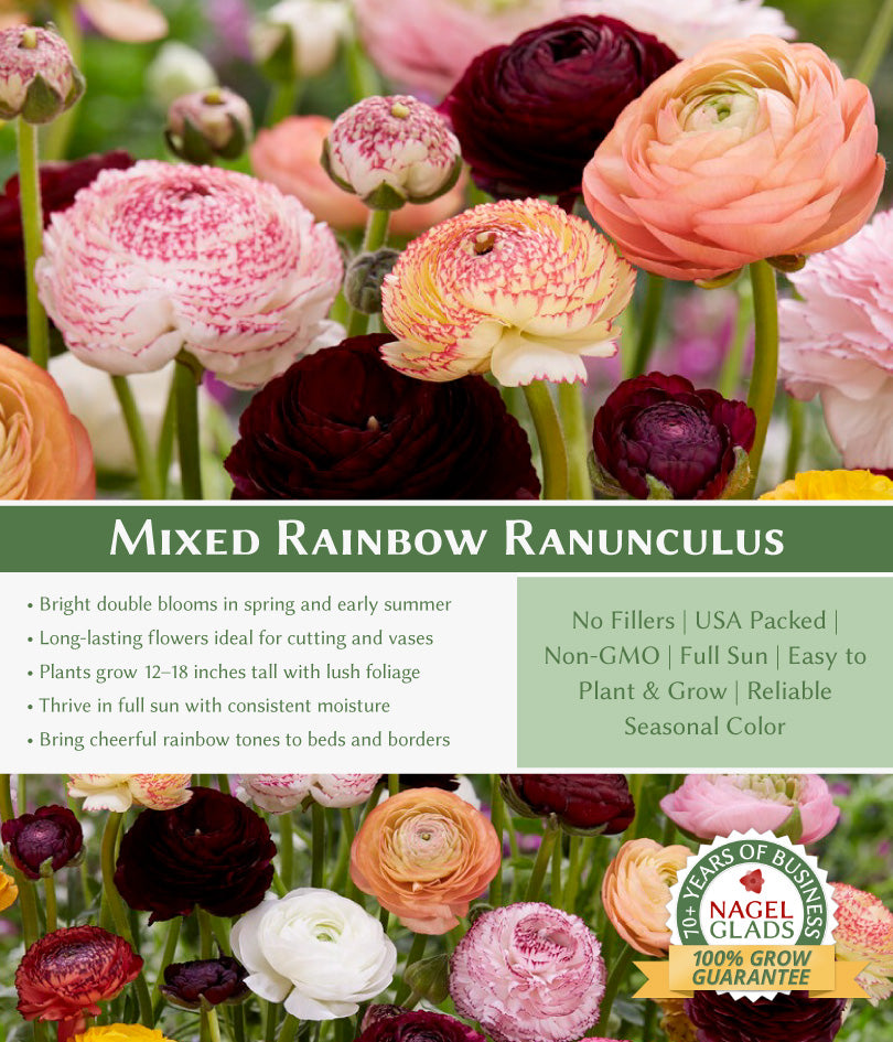 Rainbow Mixed Ranunculus Flower Bulbs