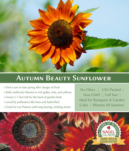 flower seeds for fall planting Sunflower Autumn Beauty Seeds for Vibrant Fall Color and Pollinator Appeal – Nagel Gladiolus Bulbs