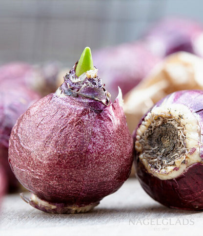 Mixed Hyacinth Flower Bulbs