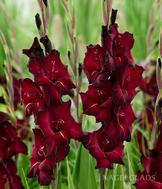 Black Sea Gladiolus Flower Bulbs