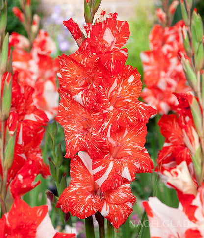 Zizanie Gladiolus Flower Bulbs
