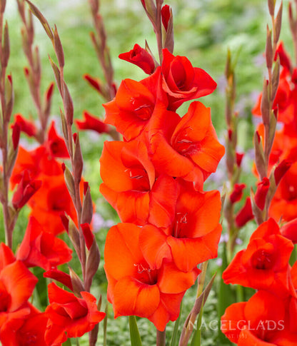Red Balance Gladiolus Flower Bulbs