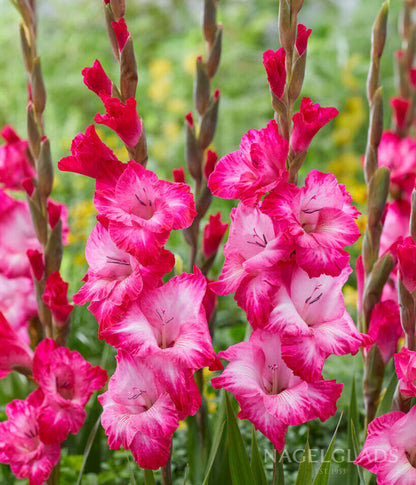 Cantate Gladiolus Flower Bulbs