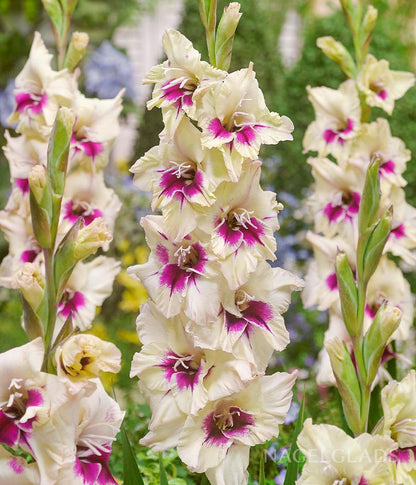 Amber Mistique Gladiolus Flower Bulbs
