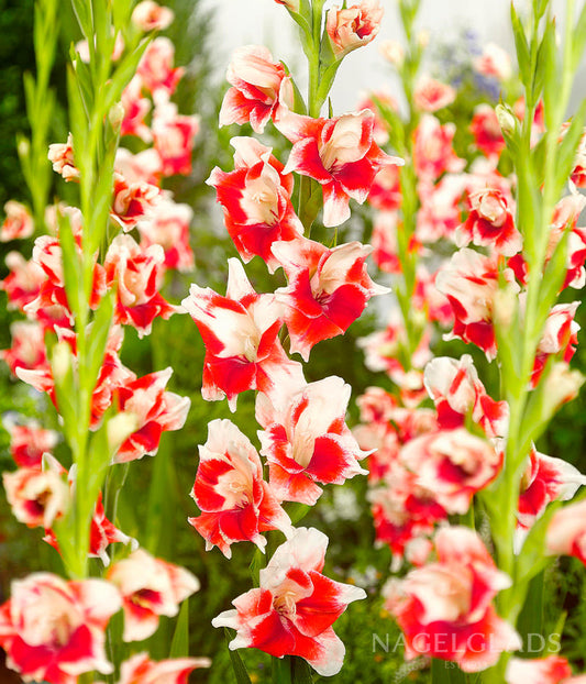 Japonica Gladiolus Flower Bulbs