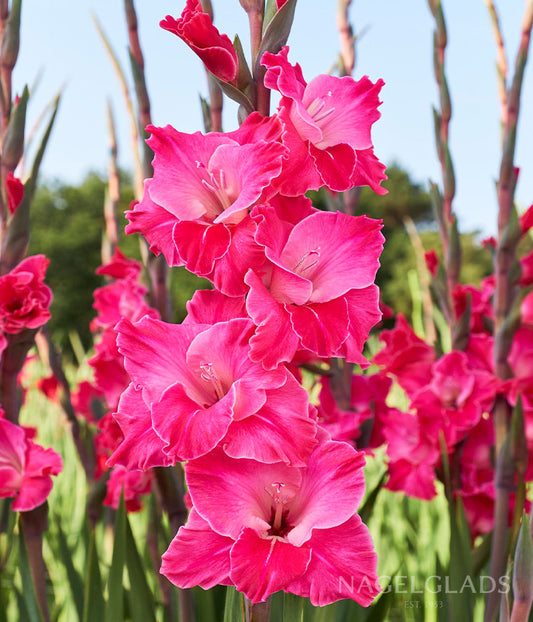 Fairy Tale Pink Gladiolus Flower Bulbs