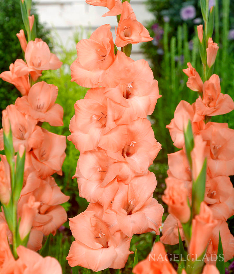 Ibadan Gladiolus Flower Bulbs