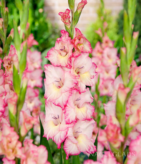 Priscilla Gladiolus Flower Bulbs – Nagel Gladiolus Bulbs