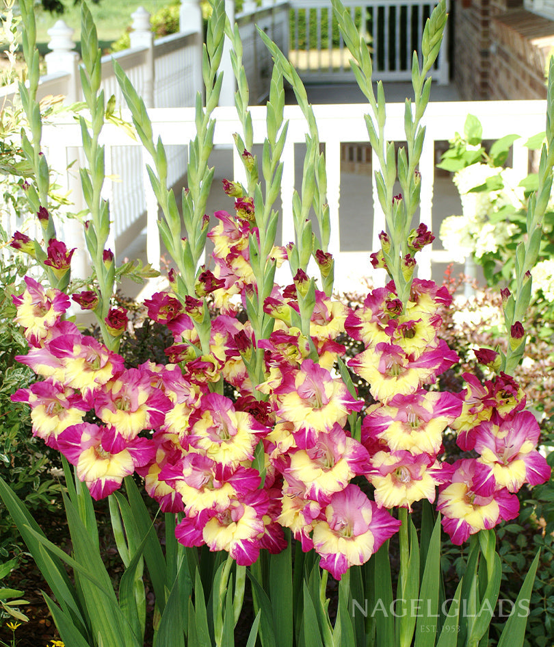 Dynamite Gladiolus Flower Bulbs