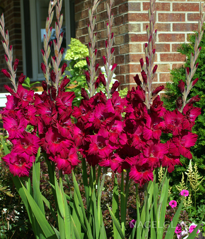 Plum Tart Gladiolus Flower Bulbs