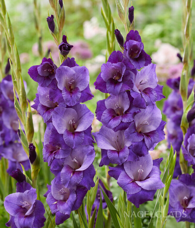Purple Magic Gladiolus Flower Bulbs