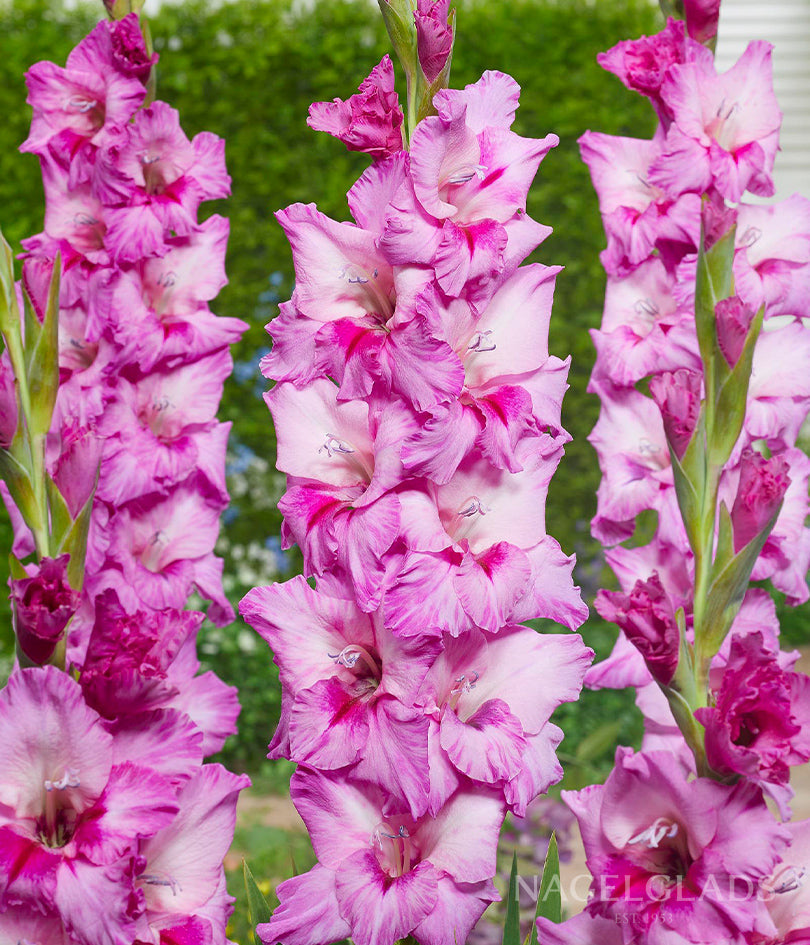 Xperience Gladiolus Flower Bulbs – Nagel Gladiolus Bulbs