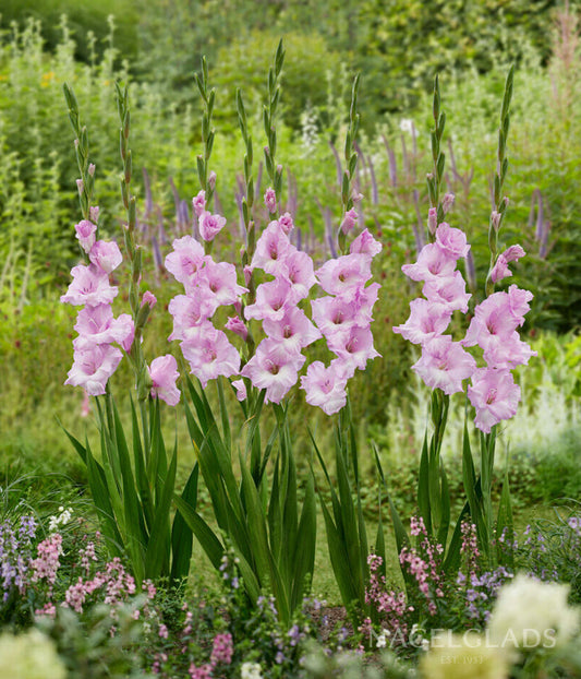 Alpha Gladiolus Flower Bulbs