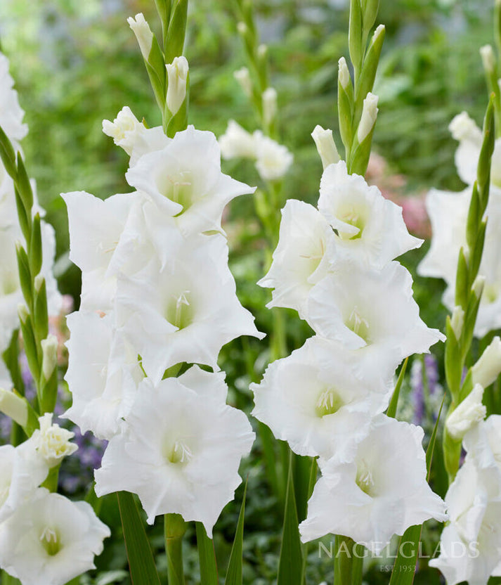 Nova Zembla Gladiolus Flower Bulbs – Nagel Gladiolus Bulbs
