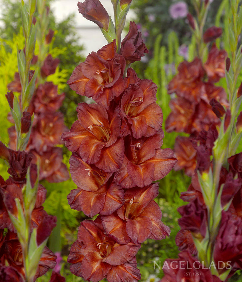 Chocolate Gladiolus Flower Bulbs